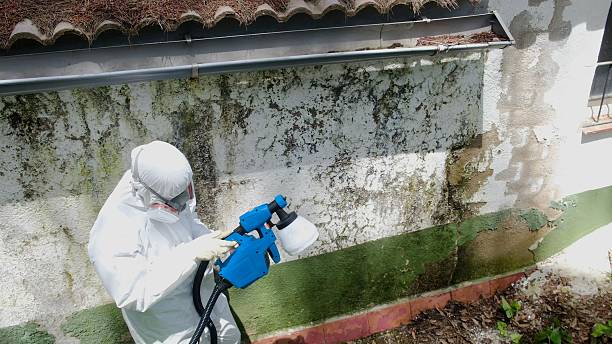 Trusted Attic Mold Removal service in Arlington Heights, PA - Cheap Mold Removal